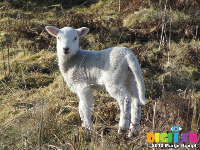 SX12862 Tiny white lamb